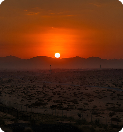 Desert Camel